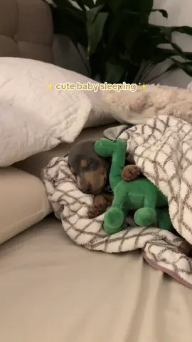 sleepy baby ✨💤 benito durmiendo con su nuevo mejor amigo 🦕 #dachshund #blueandtan #dachshundsoftiktok #salchichas #dachshundpuppy 