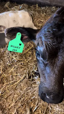 Finally got the tags on the kids (mostly Disney themed) #bottlecalves #farmlife #iowa 