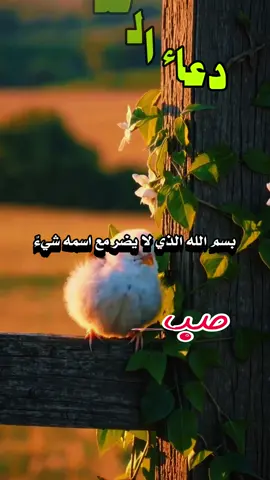 دعاء الصباح اللهم إني أسألك الثبات في الأمر  وأسألك العزيمة على الرشد وأسألك شكر نعمتك وحسن عبادتك  وأسألك قلبا سليما ولسانا صادقا وأسألك من خير ما تعلم وأعوذ بك من شر ما تعلم وأستغفرك لما تعلم، إنك أنت علام الغيوب #صباحكم_أحلى_صباح #صباحكم_معطر_بذكر_الله #صباح_الورد #صباح_الخير #صبحكم_الله_بالايمان_وطاعة_الرحمن 