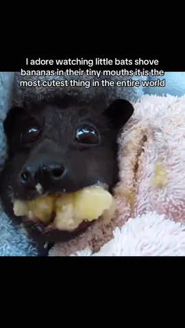 in another life ill be a tiny bat having banana shoved in my cheeks #bats #babybats 