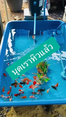 #ปลาน่ารัก #ปลาสวยงาม #ปลาทอง #ปลาทองฮอลันดา 