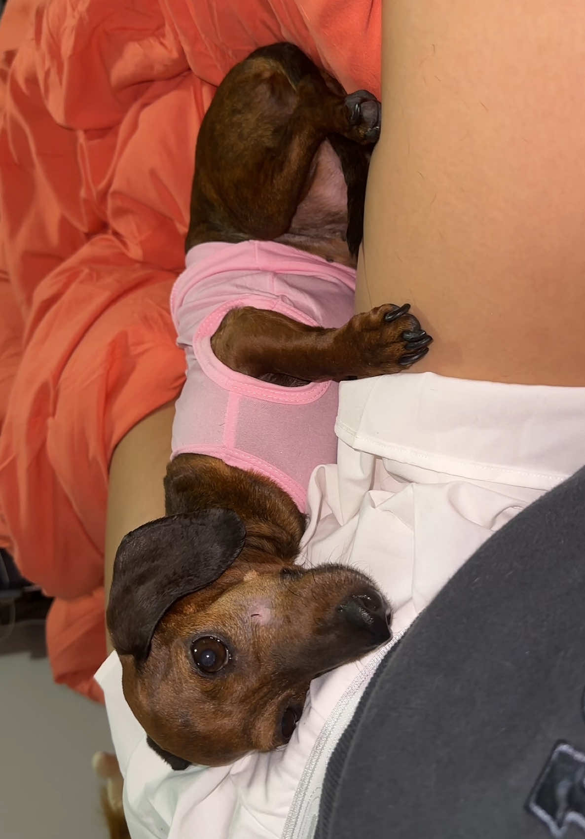 Rosie Posie Is Life ! #WienerDog #DachshundLove #DogCuddles #DogTok #DachshundLove  