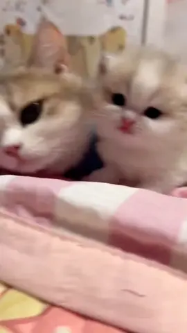 cute 🥰 #cats #cat #cute #fyp 
