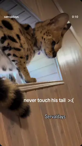 #femboy #cat #catsoftiktok #cats #meowmeow 