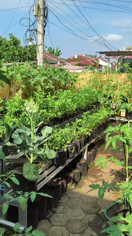Perkembangan pohon tomat, memasuki fase generatif (Pembungaan&Pembuahan) rutin lakukan pemangkasan Tunas air dan cabang tua, agar pertumbuhan menjadi maksimal!  #tipsberkebun #garden #berkebundirumahaja #fyp #viral 