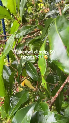 tinkerbell 🤣