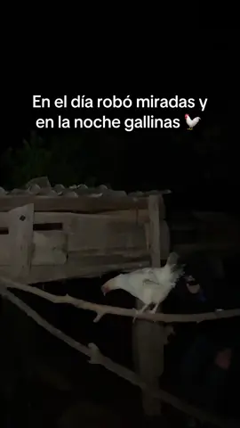 #geovannimelara #humor #viral #gallinas 