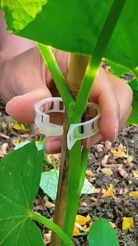 Dari sekarang, gunakan pengikat tumbuhan jenis ini untuk mengikat sayuran, cumi-cumi, dan berbagai tanaman merambat. Ia memiliki ketangguhan tinggi, tahan penuaan, tidak merusak tanaman, dan dapat digunakan berulang kali. #Penahan tanaman hijau #Klip penahan tanaman merambat #Pengikat tanaman hijau #Alat kebun #Mudah dan berguna