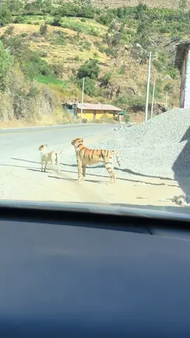 Regresando de Ayacucho, nos encontramos con un tigre😁 #fy #tiger #ayacucho_peru🇵🇪🇵🇪 