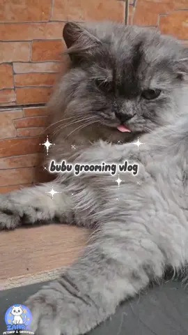 bubu emng seanteng itu ya guys,jadi kalian jngan kaget klo bubu smpe tidur pas lgi digrooming🤩 #groomingkucing  #petshop  #kucing  #cimahi  #fyp 