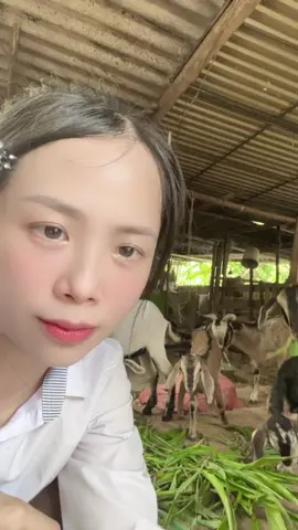 ヤギ🐐😃