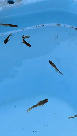 いや〜暑い💦 虎獅狼(こじろう)リセット 松井ヒレ長の光体型は 横見も良いけど 泳いでるのを上からみるのも なんか優雅でカッコいい！😍😍😍 ＃メダカ ＃めだか