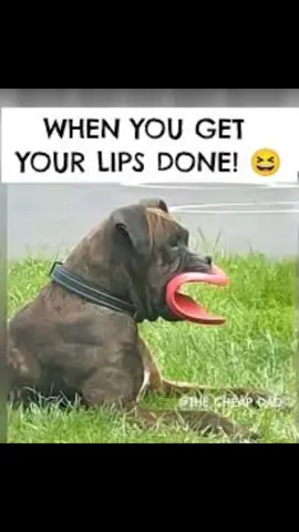 #genx #dogsoftiktok 