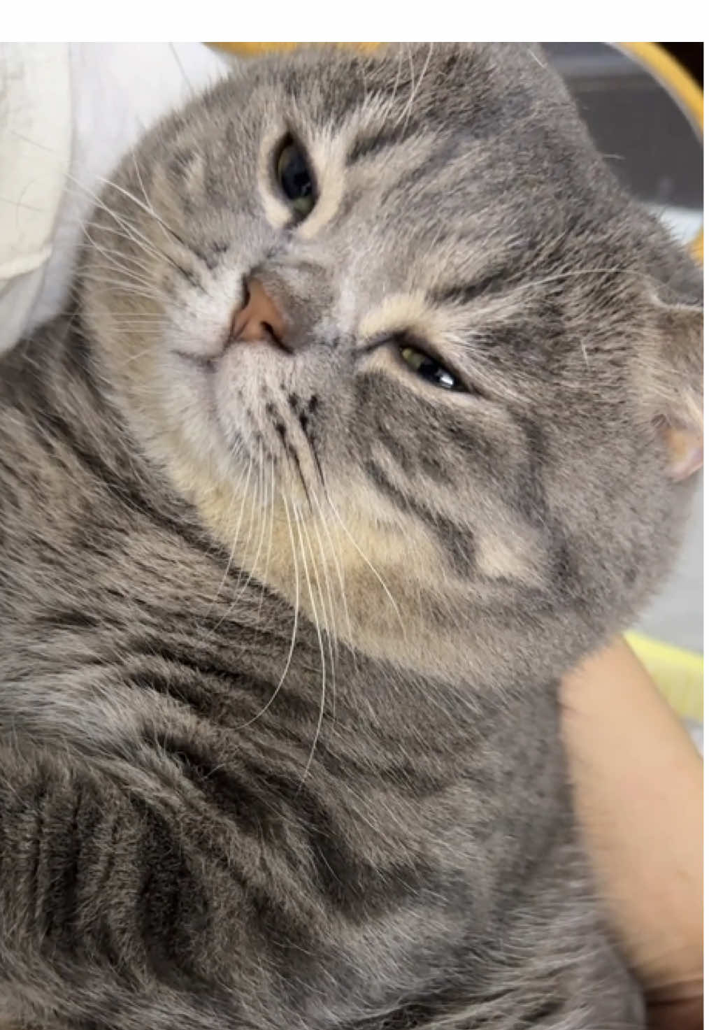 Me, Monday, state.#cutecat #pet #kucing #kitty 