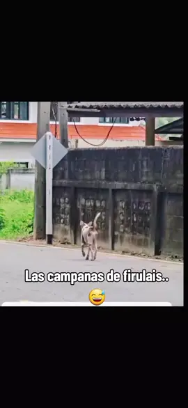 Las campanas de firulais...😅#firulais #perrostiktokers #humor 