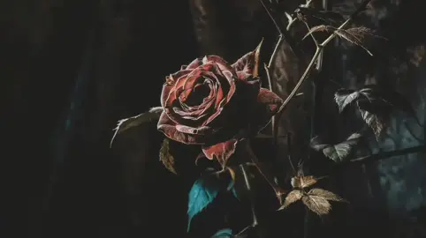 Discography  Judul Lagu : Dying In Your Arms  Artis : Deathly Hours Album : Dying In Your Arms Rilis Album : 29 Juli 2025 Genre : Metal , Heavy Metal , Metalcore , Deathcore , Posthardcore , Emo #BapakAnakDaily  #Metalcore #metalcoretiktok  #DeathlyHours #DyingInYourArms 
