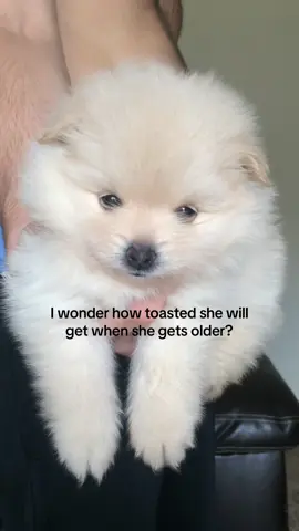 The perfect amount 🤌🏼 #pom #pomeranian #toasty 