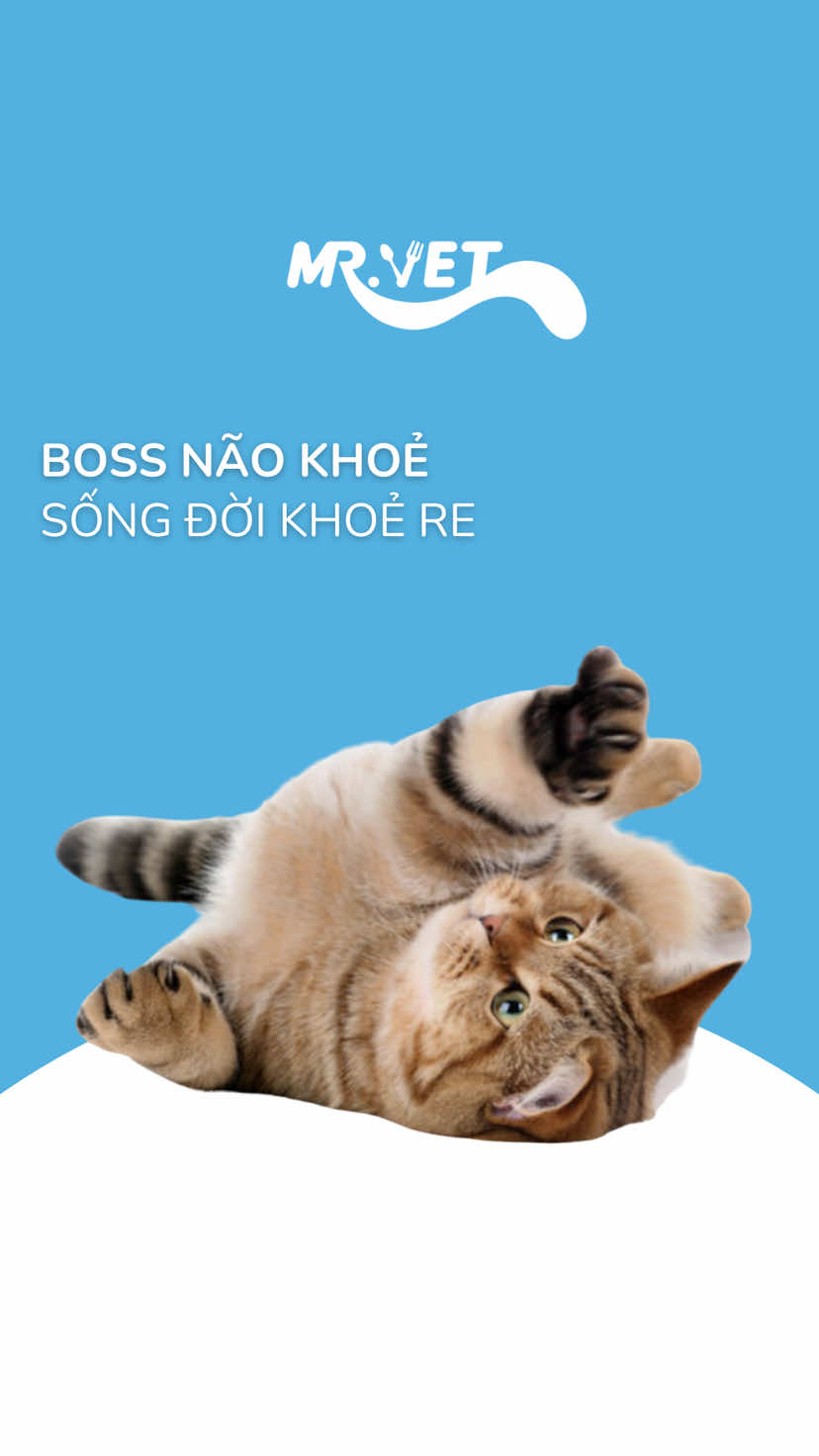 Boss não khoẻ - sống đời khoẻ re✨ #mrvet #meothongminh #dhachomeo #petcare #petour