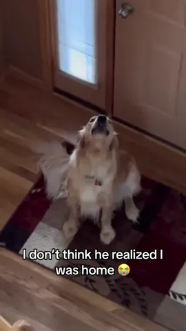Funny golden retriever🤣🤣#dog#goldenretriever #goldenretrieverlife #howling#cute#funny#dogsoftiktok #fyp#foryou  #animals #longvideos 