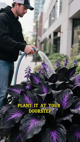Grow these GORGEOUS leafybeauties #HostaSeeds#ShadeGarden #PlantTok#NoSunPlants #LeafyJungle#GardenHacks #BeginnerPlants#UrbanGardening#TikTokMadeMeBuylt #growwithme 