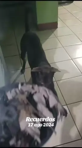 #perrostiktokers  #viraltiktok #mundo #corazon #perritos este fue el video más viral que tuvo mi chulo😍 
