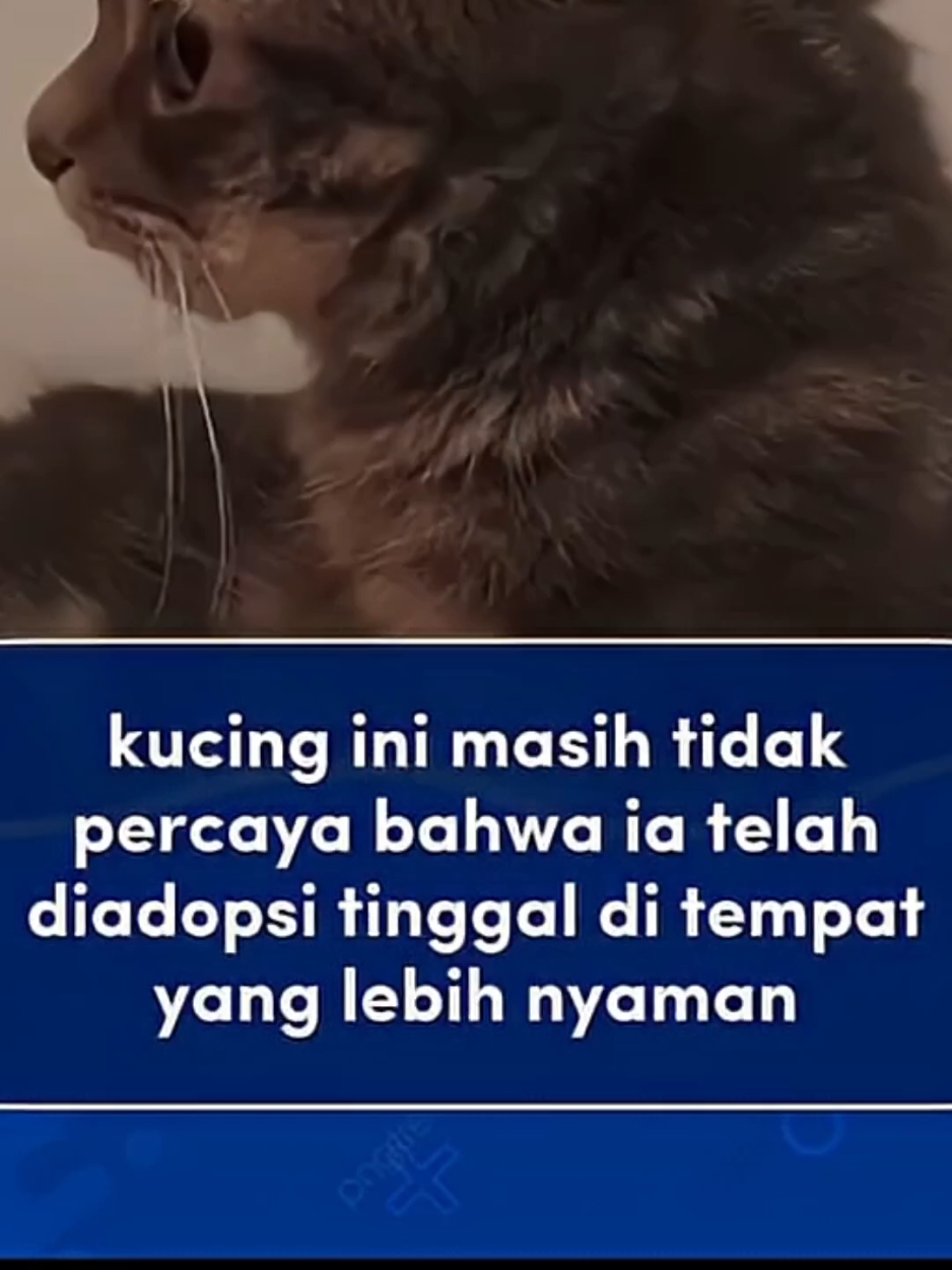 kucing ini menangis saat mengucapkan terimakasih kepada tuanya #ranggagading #kucinglucu #fypage #viraltiktok #videoviral 