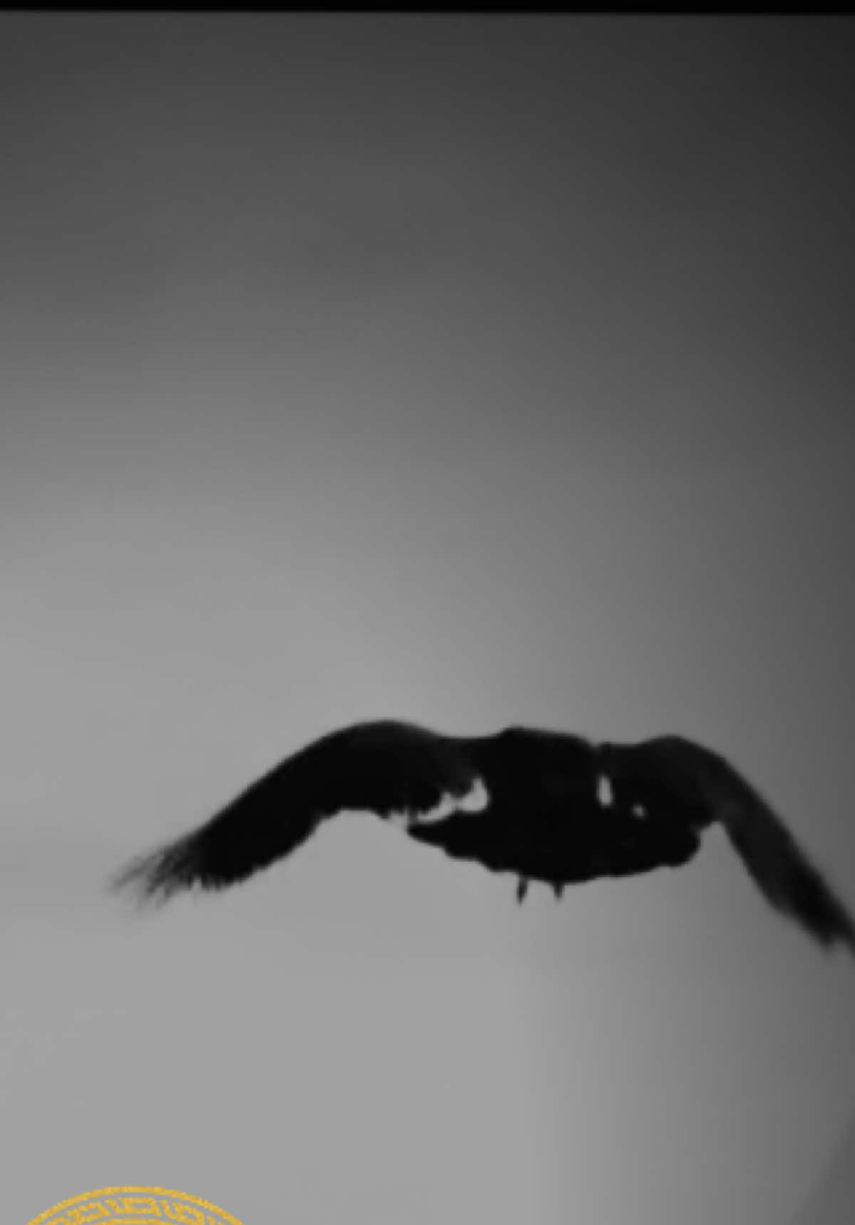 Fliegt Odins Raben … Zeigt mir ob dies mein Ende sei.. 🖤 #IndieRock #wikinermusik #deutschland🇩🇪 #odinsraben #gothicstyle 