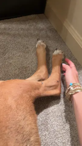 Well he sure didn’t appreciate my playing around… 😂 horse kick! 😂😂  #fyp #dog #funny #trending #puppy 