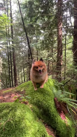 this one’s a hobbit level side quest, you ready? 