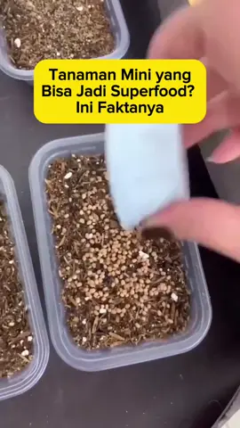 Siapa sangka sayuran sekecil ini bisa punya manfaat sebesar itu? #panen5langkah #pelebatbuahinfarm #infarm #fyp #infarmid 