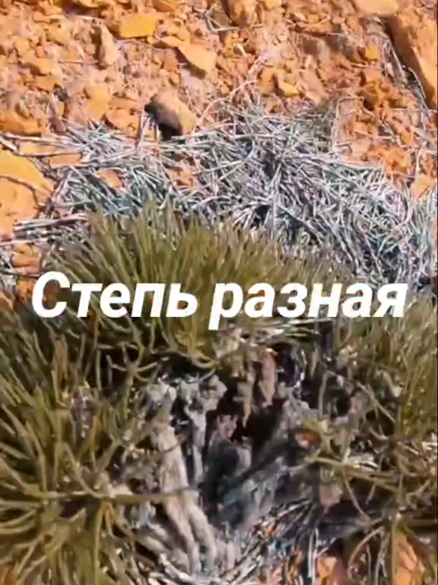 Степь разная #казахстан #степь #цветы 
