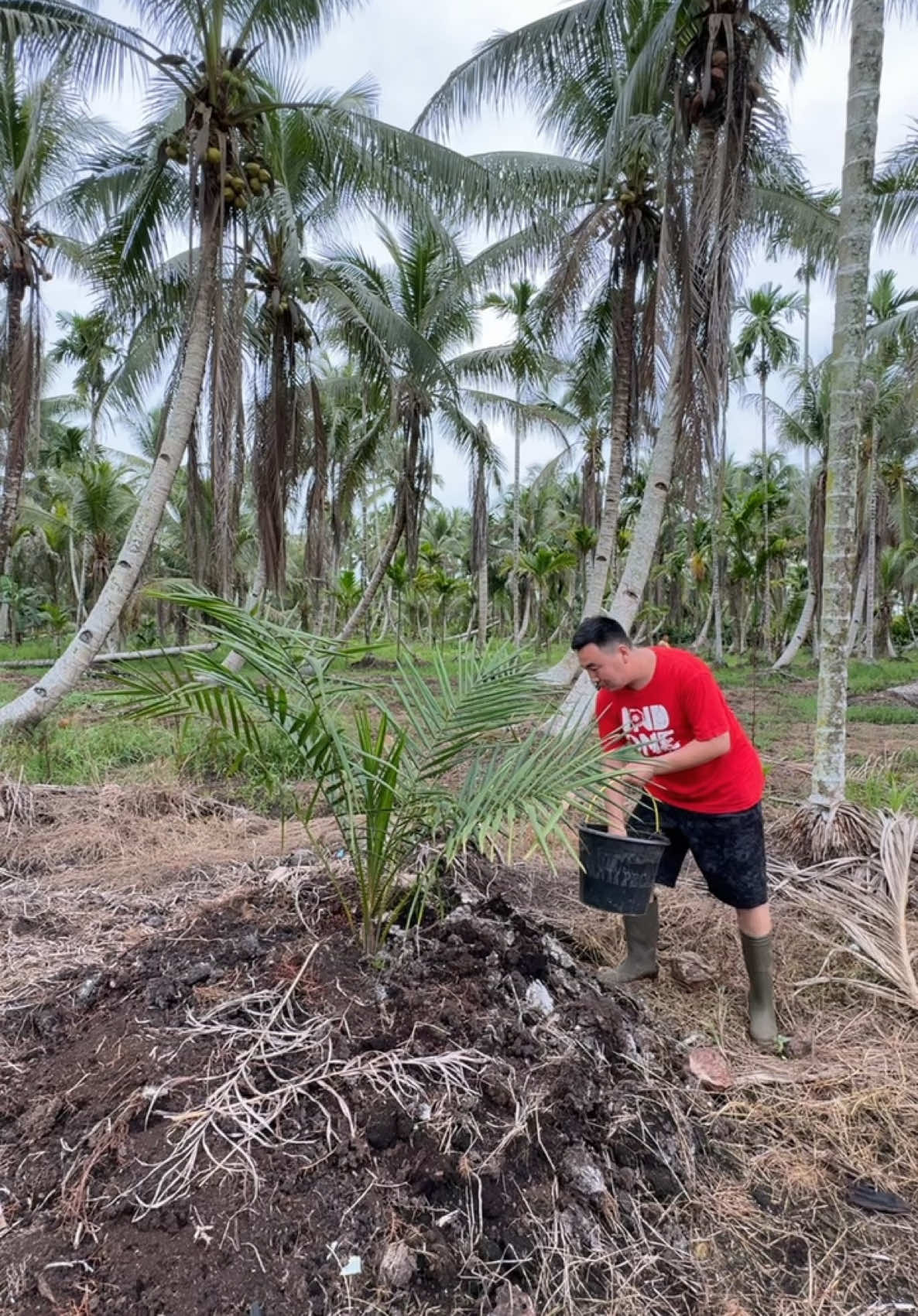 Suami China bantu bapakku kerja di ladang #kampunghalaman #kalbarpontianak #chinaindonesia🇨🇳🇲🇨 