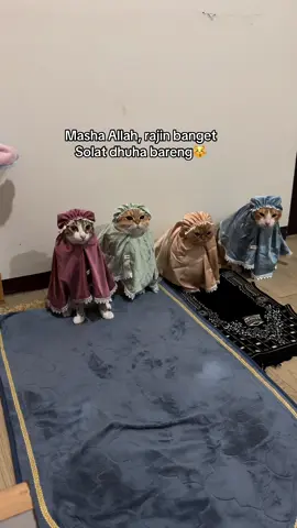 Tapi sayang sajadah nya kurang 1 🥺 #kucing #fyp 