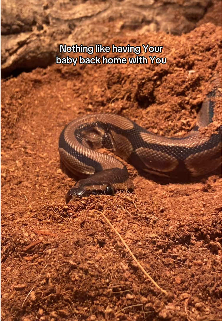 She got all comfy and cozy #ballpython #reptilemom #reptilesoftiktok #mybaby 
