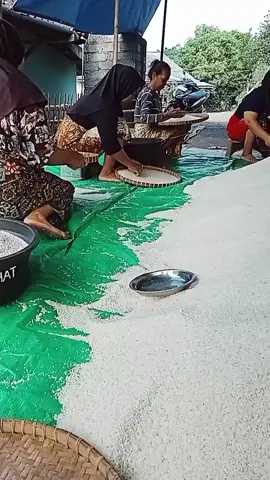 #persatuan nampik beras ada Sasak Lombok ni gaess.       #fyp#begawe#