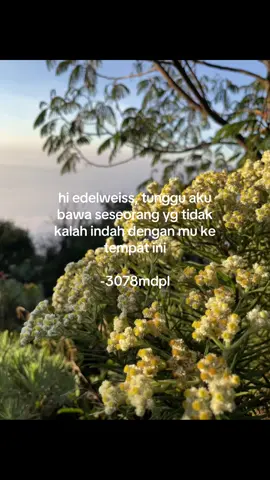 #ciremai3078mdpl #3078mdpl #ciremai #edelweiss #pendakifomo 