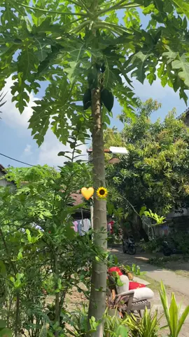 🌻 #fypage #pshw_tm_1903 #pshwpusatmadiun #stk #beranda 