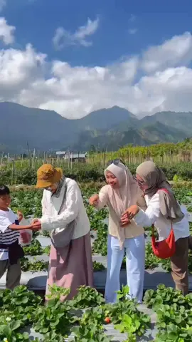 Bahagia dengan kepalsuan ini🤣😂🤣#bismillahfypシ #sembalun #bersyukurlah #sembalunstrowbery🍓🍓 