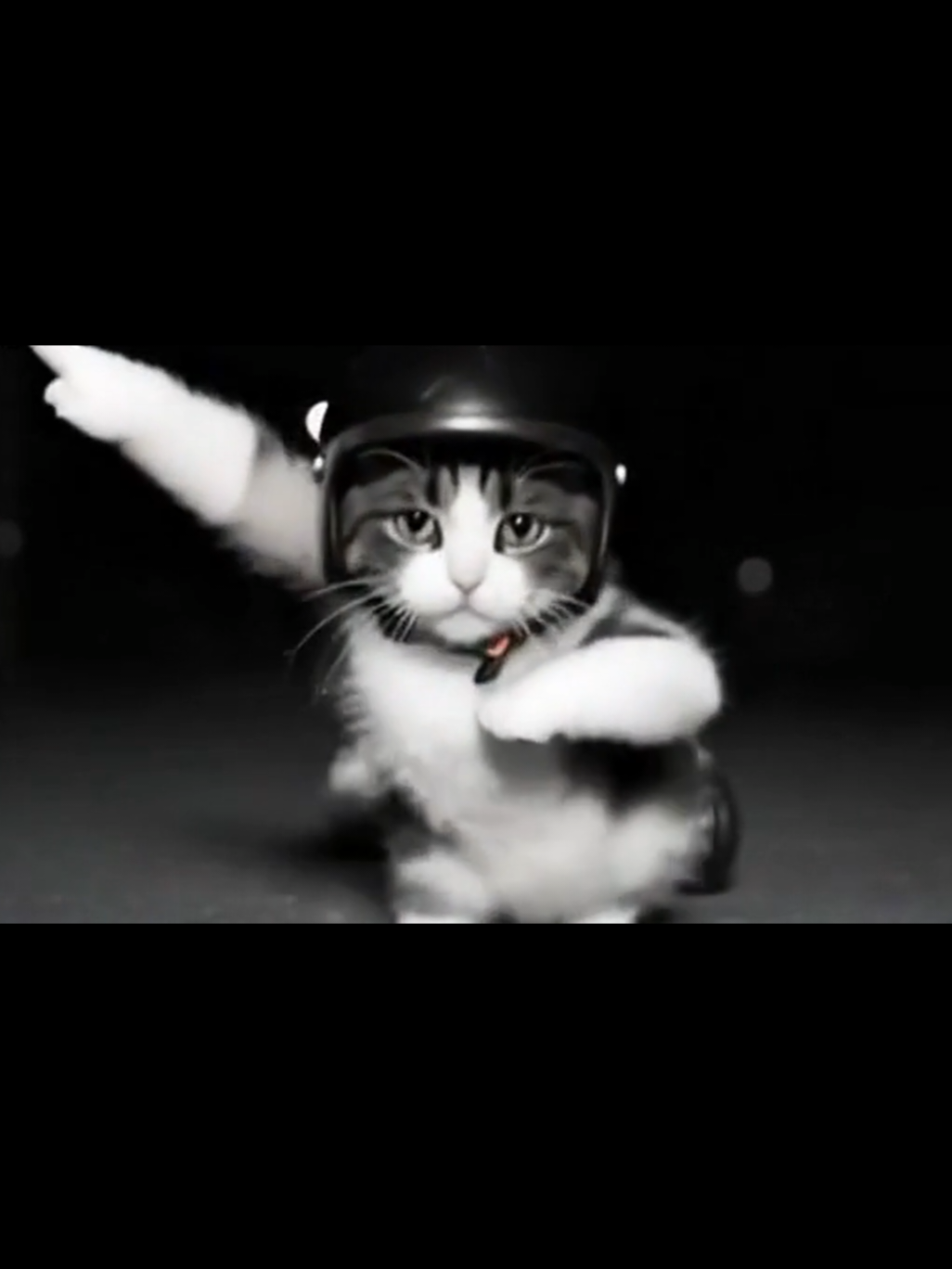 #cat #catdance #animals #meme #viral 