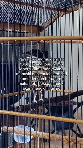 😊😊😊#kicaumaniaindonesia #kicaumania #kicaumanianusantara #kicaumania_indonesia #kicauanburung 