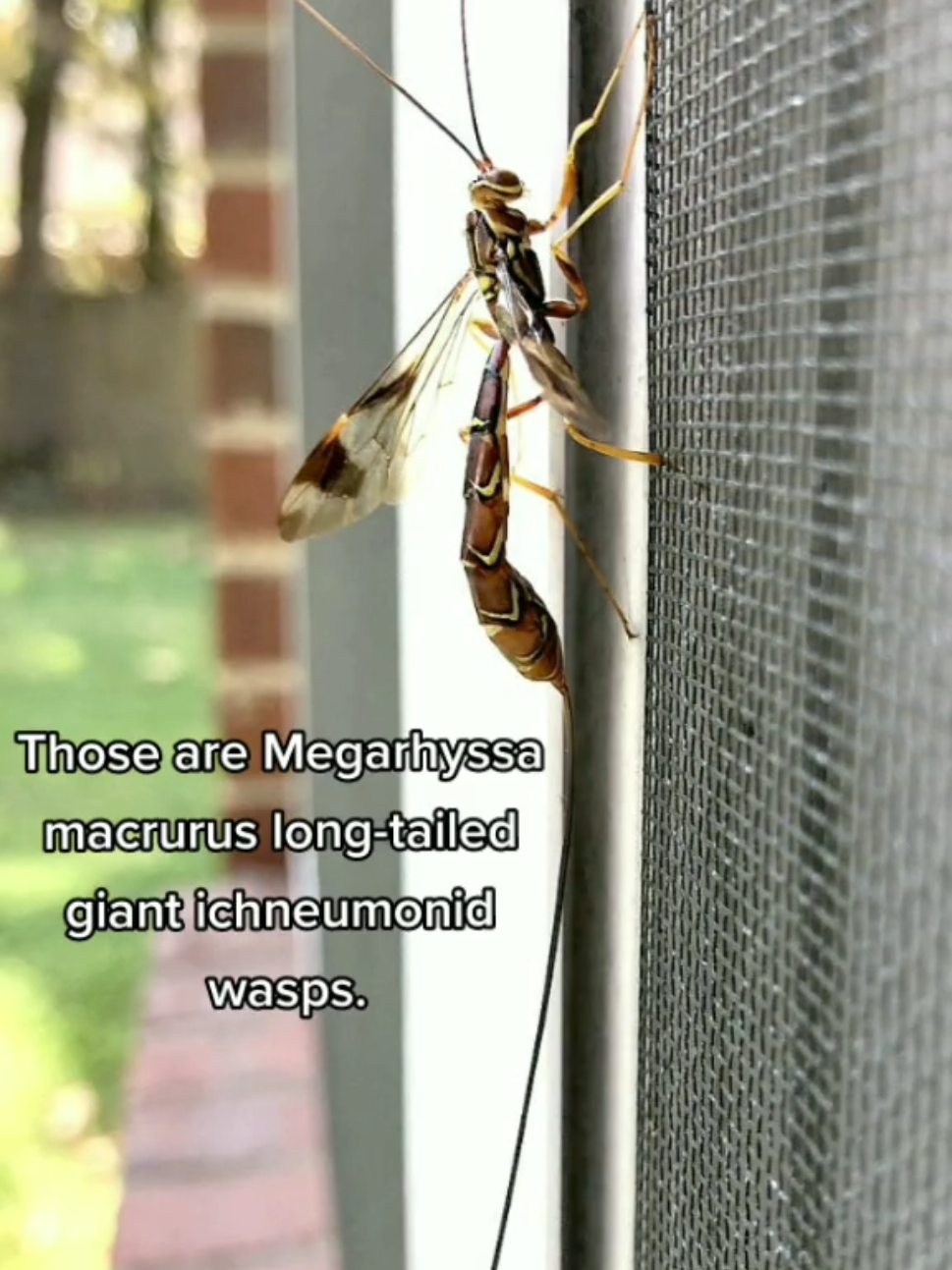 #stitch with Cephira Megarhyssa macrurus long-tailed giant ichneumonid wasp #witchwaycottage #haveawitchyday