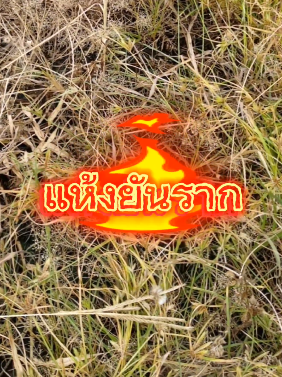 เป็นของที่ราคาถูก แค่ใช้ดีมากๆ @..LUCKY @..LUCKY @..LUCKY  #สารกําจัดวัชพืช #กําจัดวัชพืช #กําจัดหญ้า #กําจัดหญ้าใบแคบใบกว้าง #ชาวสวน @TikTok @TikTokShop_TH 