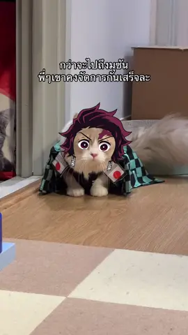 ขาสั้นๆ อาจจะช้า แต่ถึงชัวร์นะ  #ไจ่ไจ๋เจ็ดชีวิต #แมวขาสั้น #demonslayer #tanjiro #tiktokสัตว์เลี้ยง 