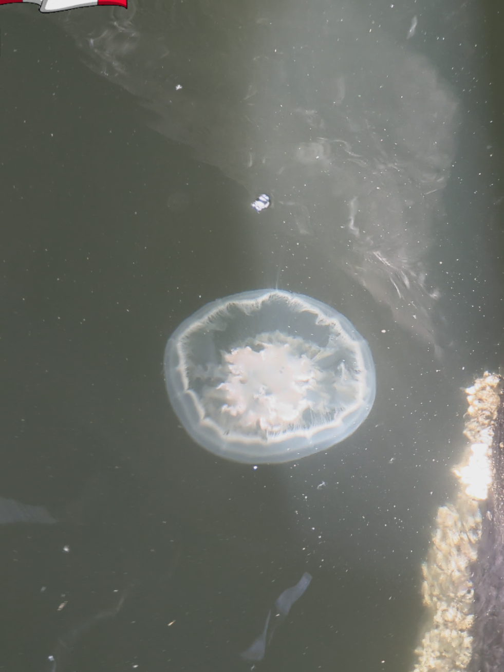 Jellyfishy 🪼 Business at Rocky Point Park in Port Moody 🪼🪼🪼✨🇨🇦 #RockyPointPark #PortMoody #Jellyfish #UnderTheSea 