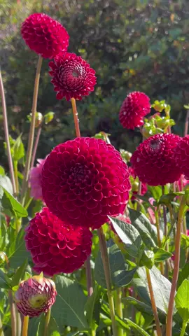 It’s dahlia season. Do you like dahlias? 🌺🌿 #dahlia #flowers #fyp #foryou #gardenflowers 