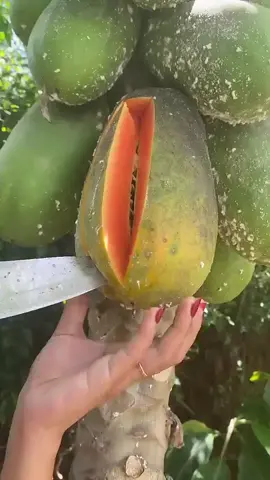#garden #apple #papaya #asmr 
