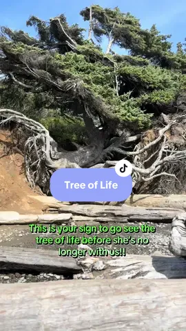 Truly took my breath away!! #fyp #treeoflife #washington #nature #lilmama224 
