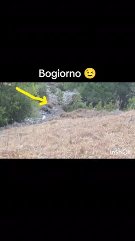 #segugiofoulis #huntingtiktok #morning #tiktokdog #huntingdog 