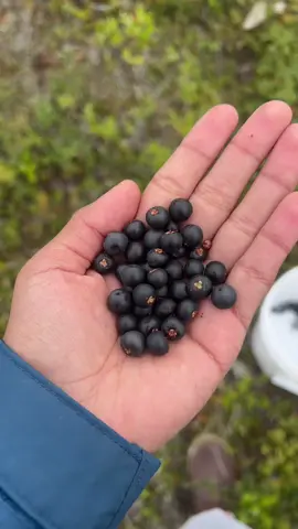 #fyp #berryseason #berrypicking #nativetiktok 