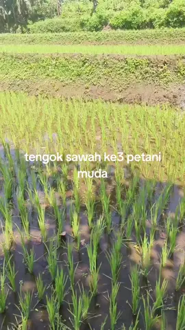 #petanimuda  #tegal  #bojong 